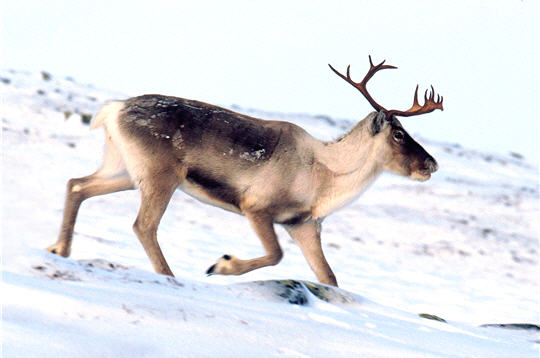 caribou 3